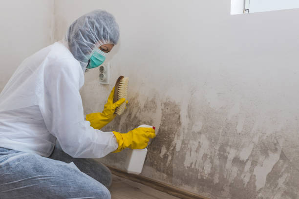 Best HVAC Mold Remediation in Kincaid, IL