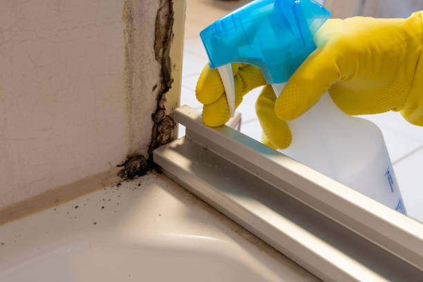 Best Post-Flood Mold Remediation in Kincaid, IL