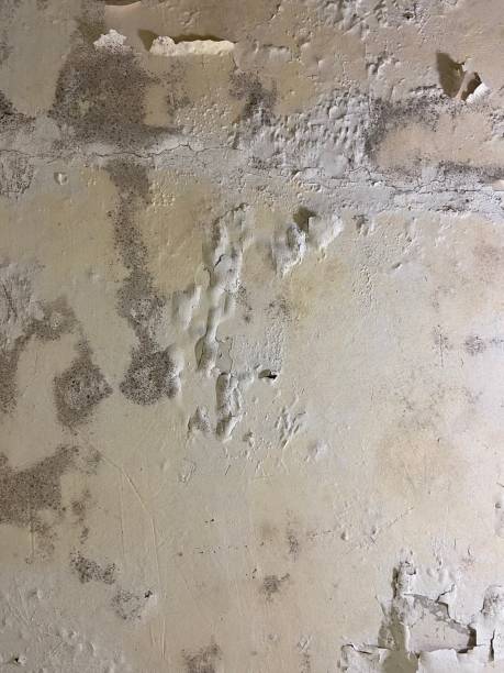 Best Insurance-Related Mold Remediation in Kincaid, IL