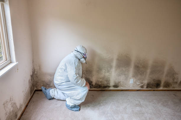 Best Commercial Mold Remediation in Kincaid, IL