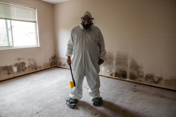 Best Basement Mold Remediation in Kincaid, IL