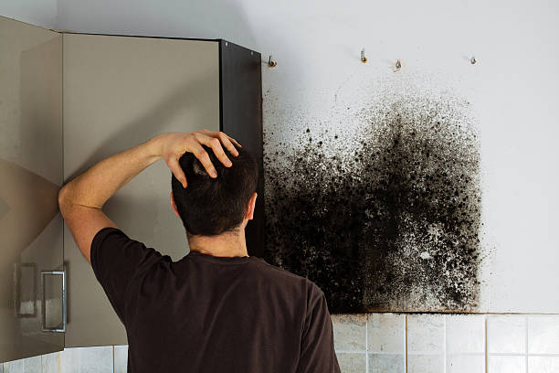 Best Health and Safety Mold Remediation in Kincaid, IL